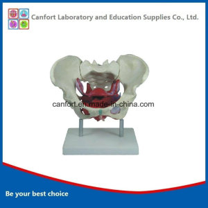 PVC Teaching Model Female Pelvic and Pelvic Floor Muscle Model